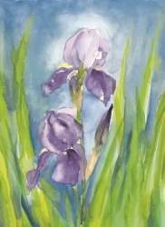 Marjan van Zeyl IRIS, postcard-picture