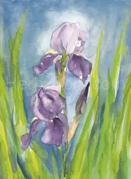 Marjan van Zeyl IRIS, postcard-picture